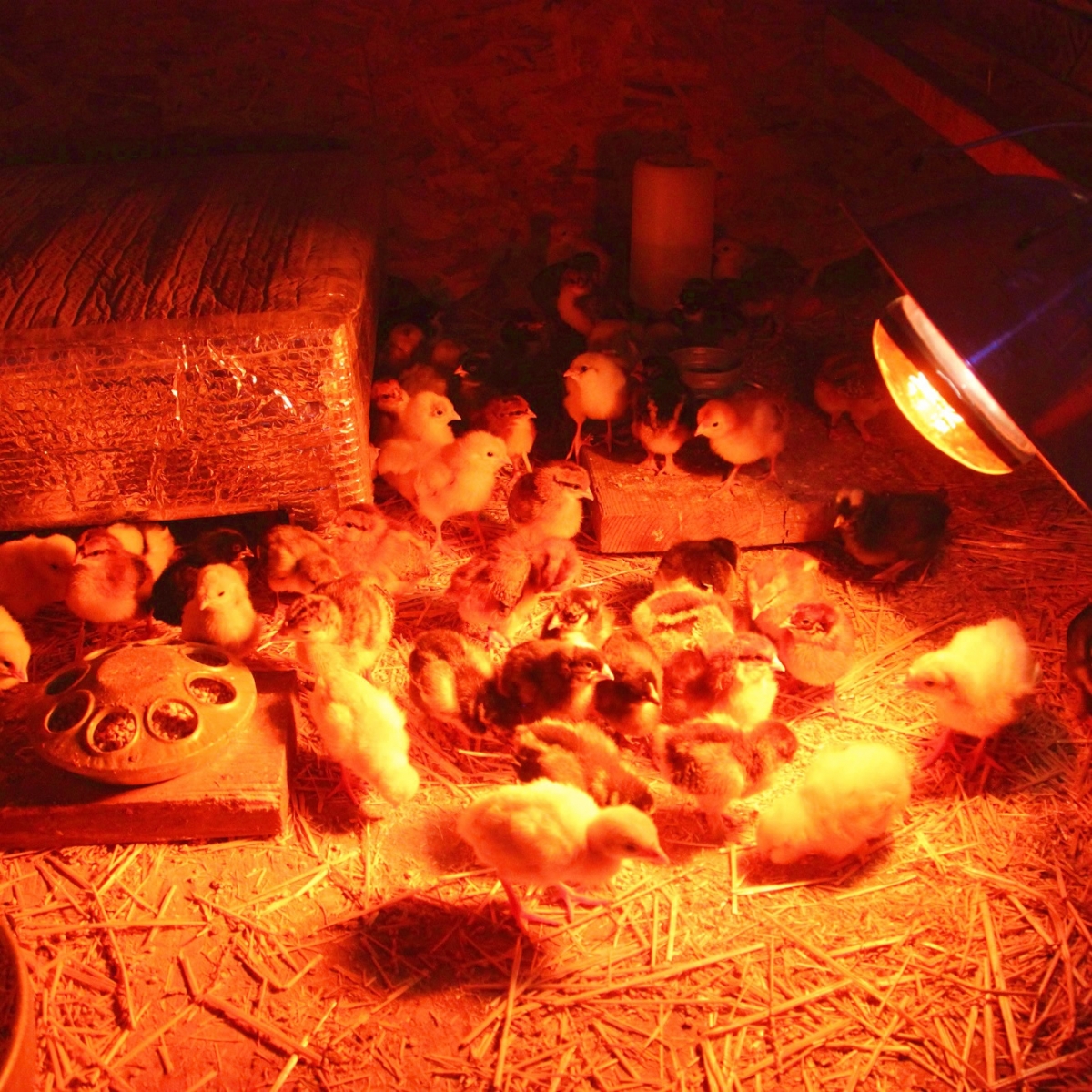 chicks heat lamp